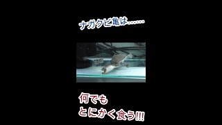 ジーベンロックナガクビガメに餌やり!　何でも食っちまう!　#shorts