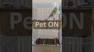 Download lagu Canary Singing: For training and relaxing S2E6 [Pet ON] mp3