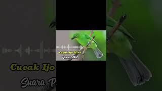 Download lagu Suara Pikat Cucak Ijo Mini paling Gacor #suarapikatburung #birds #kicaumania #suarapikat #burung mp3