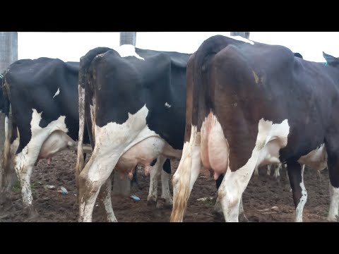 Feira de vaca leiteira em Dois Riachos AL 24/04/2024#nordeste