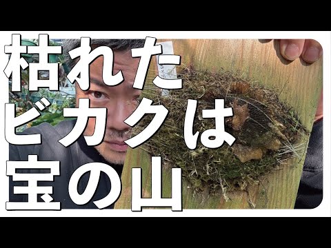 ニンニク蘭を咲かせる 天然殺菌剤肥料の与え方