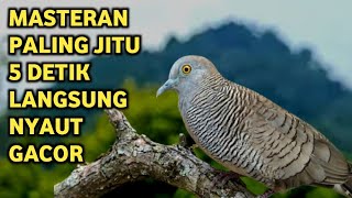 Download lagu Perkutut Lokal Gacor Suara Super Kristal - Pancingan Malas Bunyi (99%AMPUH BANGET) mp3 Download lagu Perkutut Lokal Gacor Suara Super Kristal - Pancingan Malas Bunyi (99%AMPUH BANGET) mp3