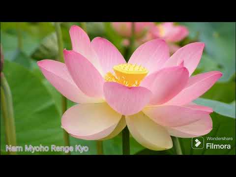 Daimoku Nam Myoho Renge Kyo very fast 15 minutes