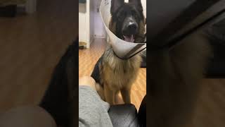 East German Shepherd Puppies Videos