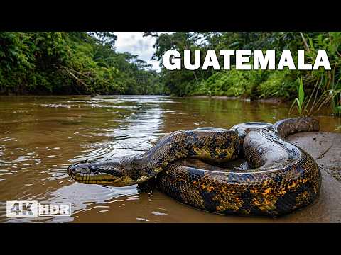 GUATEMALA SALVAJE