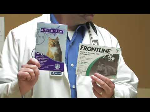 The Best Flea Treatment for Cats