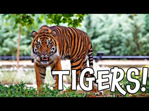 Tigers! Learn about Tigers for Children