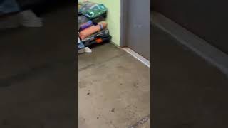 Video preview image #1 Mutt Puppy For Sale in Westwood, NJ, USA