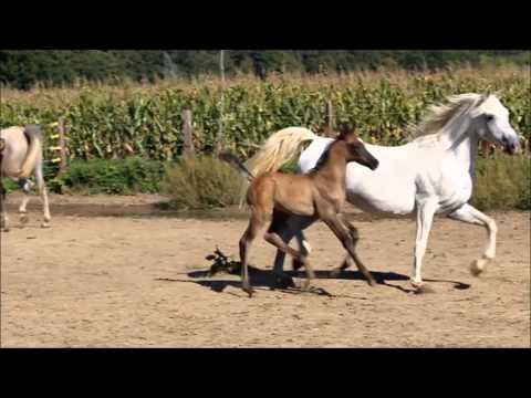 PA HADI EL NIL  - straight egyptian colt for sale