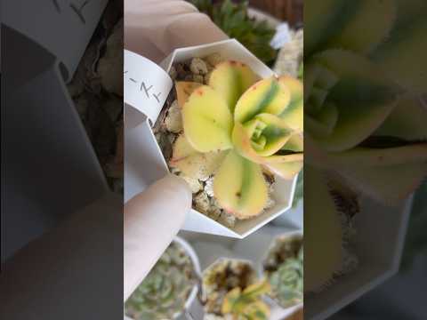 ダニを怖がらせる植物は何ですか?この夏、自然に害虫を撃退し、刺されを防ぐトップ 5 種  庭園