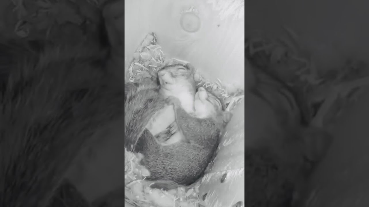 ep141 Sleepy squirrels (#Sleeping #squirrels) viral reddit video :) #LikeUs