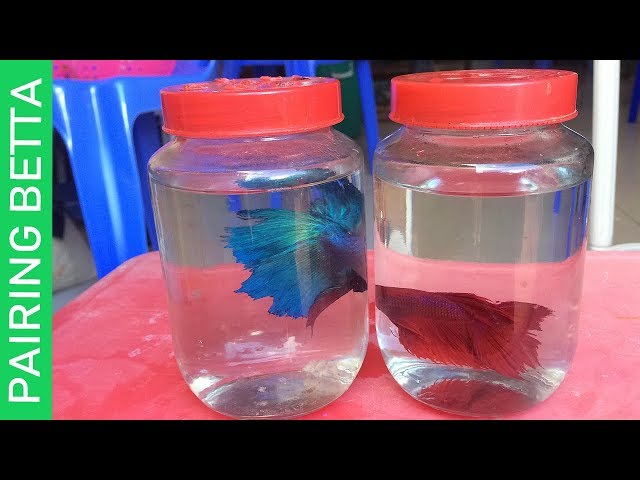 PREPARING BETTA FISH TO BREED!