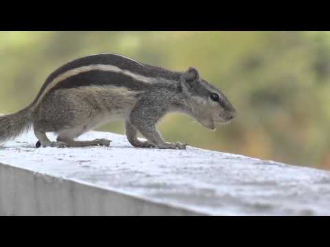 Squirrel sound videos. indian palm squirrel Videos Gilahari sound Squirrel Chirping videos