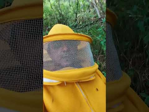 abelha africanizada apiario boa vista sítio cavaco união dos palmares AL