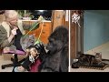 Koko Celebrates her 2 Kittens’ First Birthday