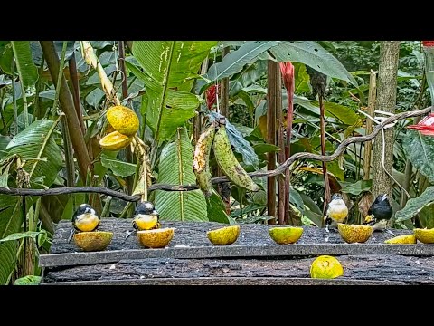 Spot-crowned Barbets Sip Oranges On The Panama Fruit Feeder – Nov. 8, 2021