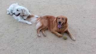 Me and Henry, another NGRR success story