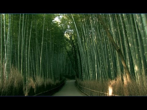 Bamboo forest in Kyoto Sagano, 京都・嵯峨野、竹林