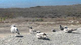 preview picture of video 'Sea gulls at Las Flores View Point - October 7, 2011'