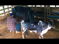 Tirando Leite Das Vacas