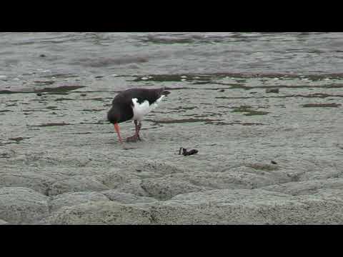 Pied Oystercatcher feeding on beach mud flats DNN Kaikoua 20 Feb 2020