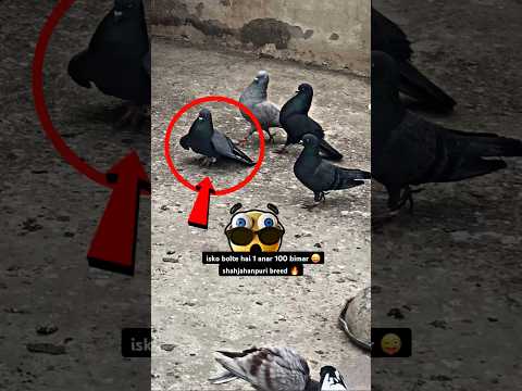 shahjahanpuri pigeon breed ???? |  #pigeon #kabootar #kabootarbazi #shorts