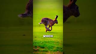 Download lagu Rabbits vs. Hares - Key DIFFERENCES #animals #rabbit #hare #shorts mp3