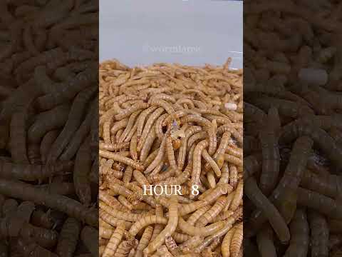 , title : 'Mealworms Eating FISH timelapse'