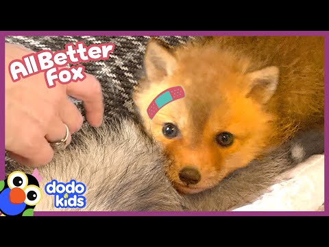 Rescued Baby Fox Needs A Friend | Dodo Kids | All Better