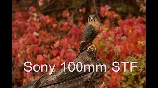 Sony 100mm STF GM in real life