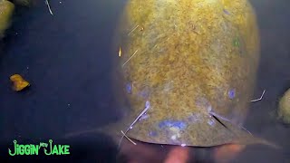 BANK Fishing for BIG Illinois Flathead!
