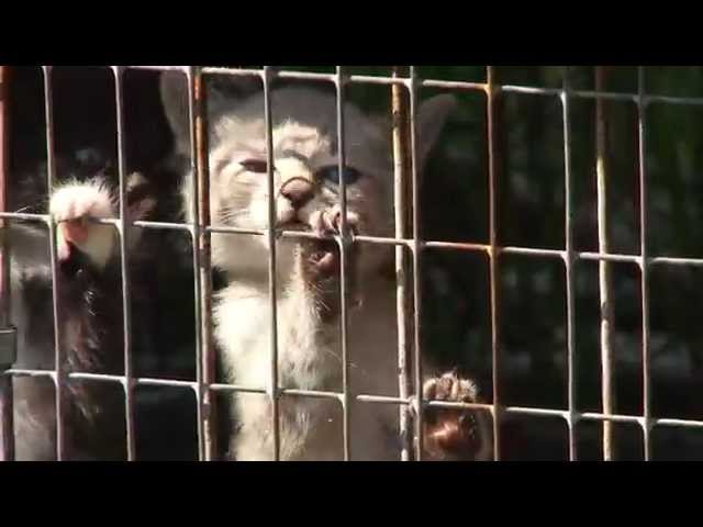 Не бросайте животных!