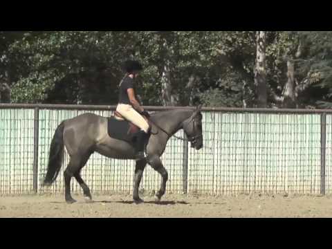 KING ZEBRA MAGIC: Monty Roberts Willing Partners™