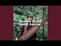 BUNSU RUSA SAPE DAYAK