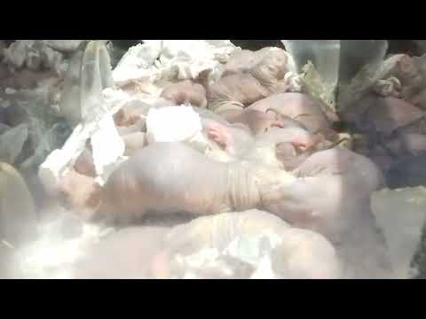 Naked mole rats, Nacktmull, at the Tierpark Berlin 2020