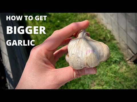 , title : 'Fertilizing Garlic for BIGGER Cloves'