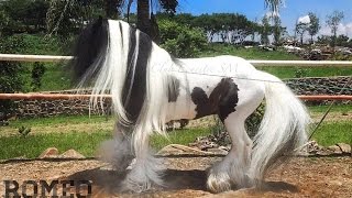 ROMEO / Gypsy Vanner Stallion - Club Ecuestre SM -