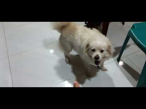 Training my pup.....