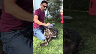 Video preview image #1 Mastiff-Unknown Mix Puppy For Sale in Pasadena, CA, USA