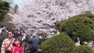 preview picture of video 'Best View of Japanese Cherry Blossoms in Tokyo (桜咲く新宿御苑）'