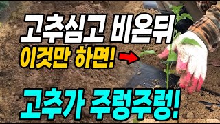 고추심고 비온뒤 이것만 하면 고추가 주렁주렁! 이때하면 각종 벌레와 병 걱정 끝!