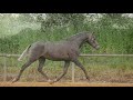 Filly Lusitano For sale 2021 Grey