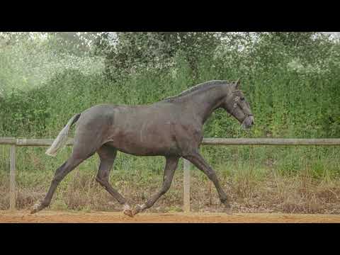 Filly Lusitano For sale 2021 Grey