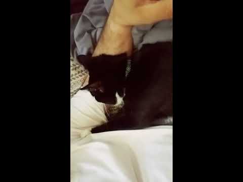 Cats will love you back.