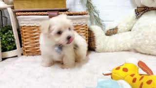 ハーフ犬の動画02