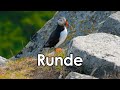 Runde - The Bird Island | Sunnmøre