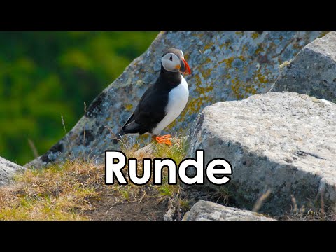 Runde - The Bird Island | Sunnmøre