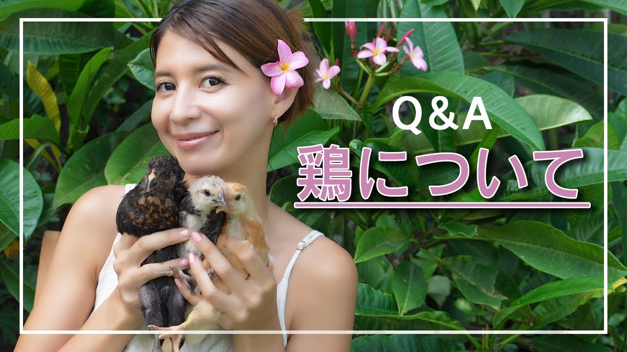 にわとりについて