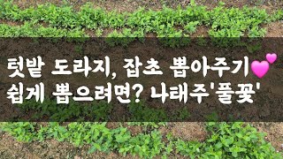 텃밭 도라지, 잡초 뽑아주기