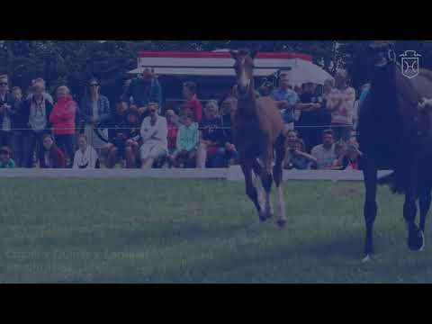 Fohlenprämierung Föhr 2020 | Hengst | St. 18B1 | Casall x Quinar x Lantaan | Bernd Fritsch